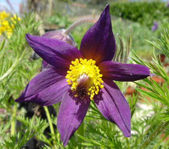 Pulsatilla vulgaris photo